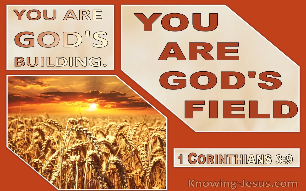 1 Corinthians 3:9 We Are Gods Building You Are Gods Field (orange)